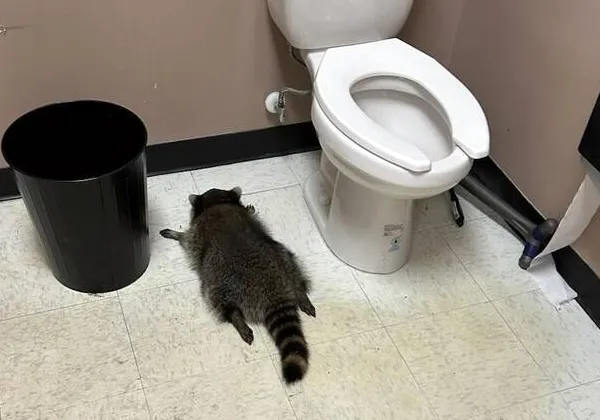 Пьяный енот устроил беспредел в магазине алкоголя в США